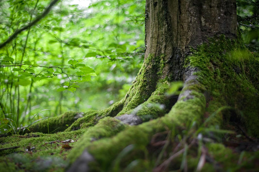 The Downside of Biogenic Carbon in Building Materials: Addressing End-of-Life Challenges - Sisaltech Ltd