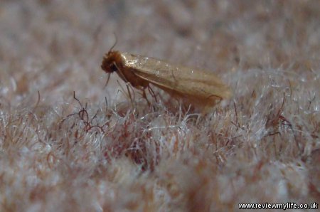 Is SISALWOOL™ resistant to infestation? - Sisaltech Ltd